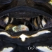 cardinalfish_banggai_kbrtk2_v_0384_sul7425_crop.jpg